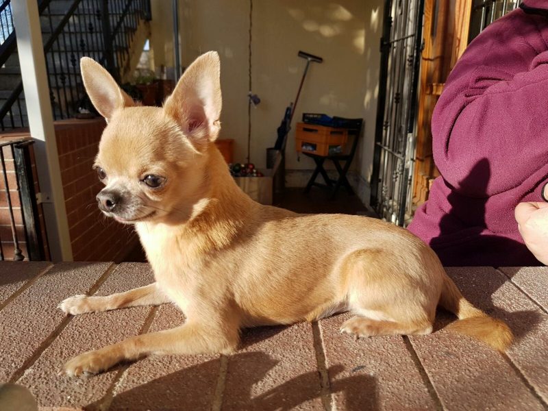 Allevamento e selezione chihuahua a pelo corto e pelo lungo